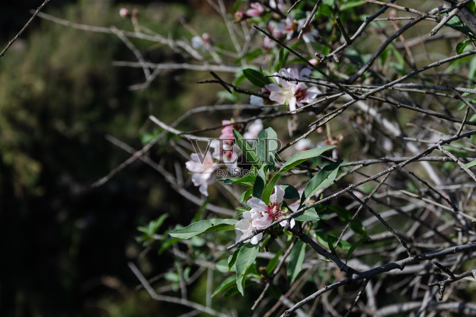 杏树开着美丽的白花照片摄影图片