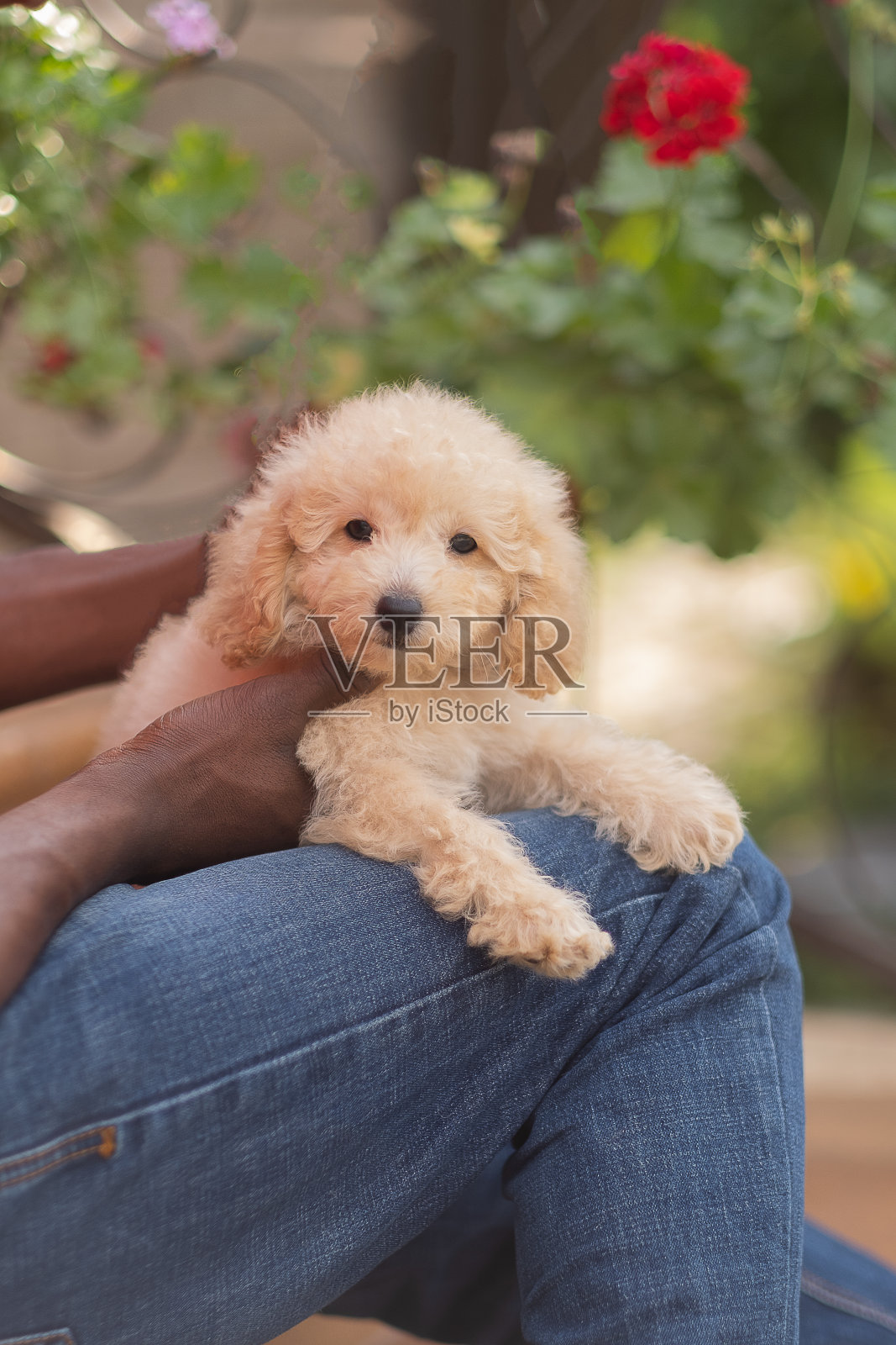 黑色玩具狮子狗坐在一个黑人男孩的怀里照片摄影图片