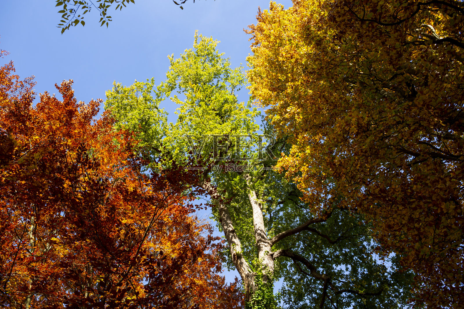 在秋天仰望不同颜色的树顶照片摄影图片