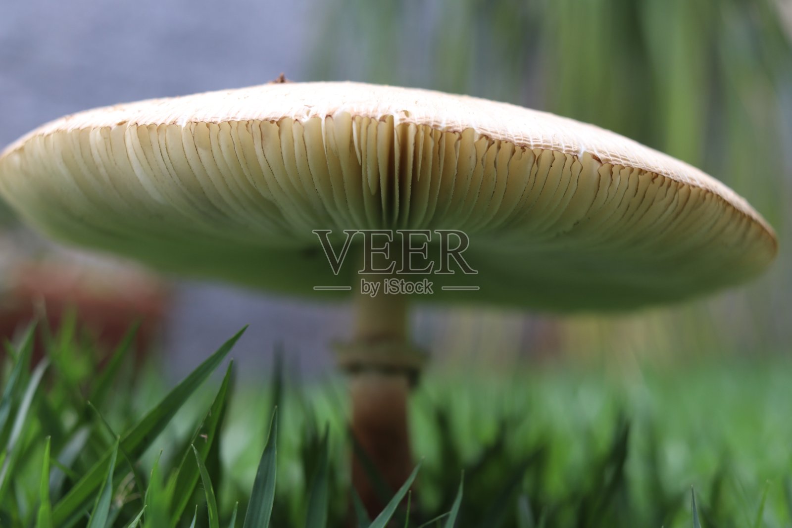 花园蘑菇-绿色和灌木照片摄影图片