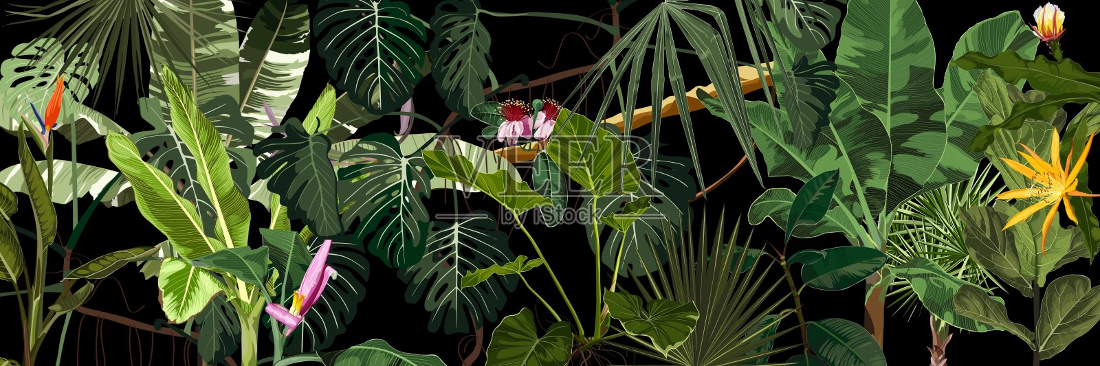 季节抽象自然旗帜背景。丛林植物，卡通热带花卉和树木。异国情调的水平壁纸与热带树叶。插画图片素材