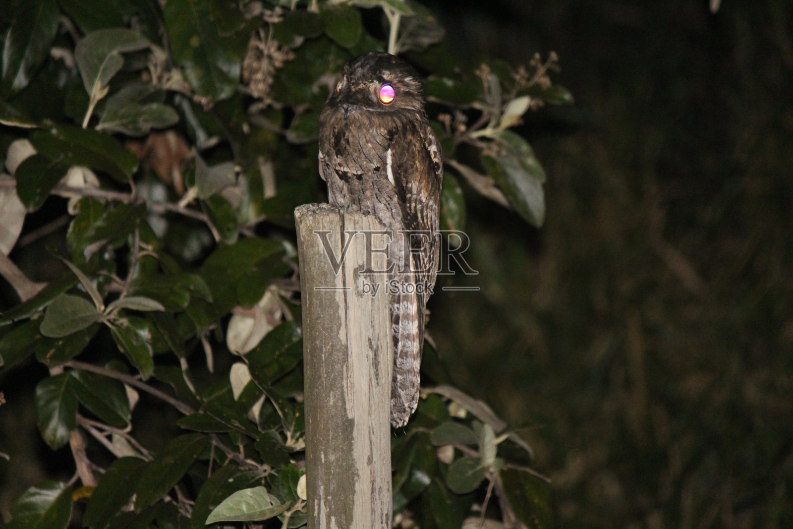 常见potoo照片摄影图片