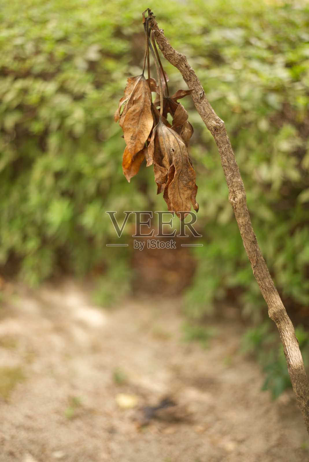 死照片摄影图片