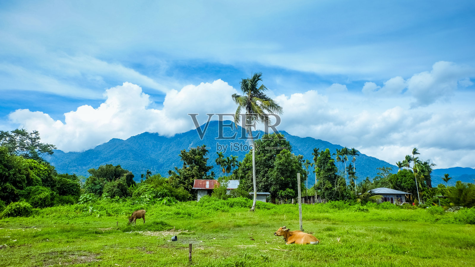 牛休息照片摄影图片