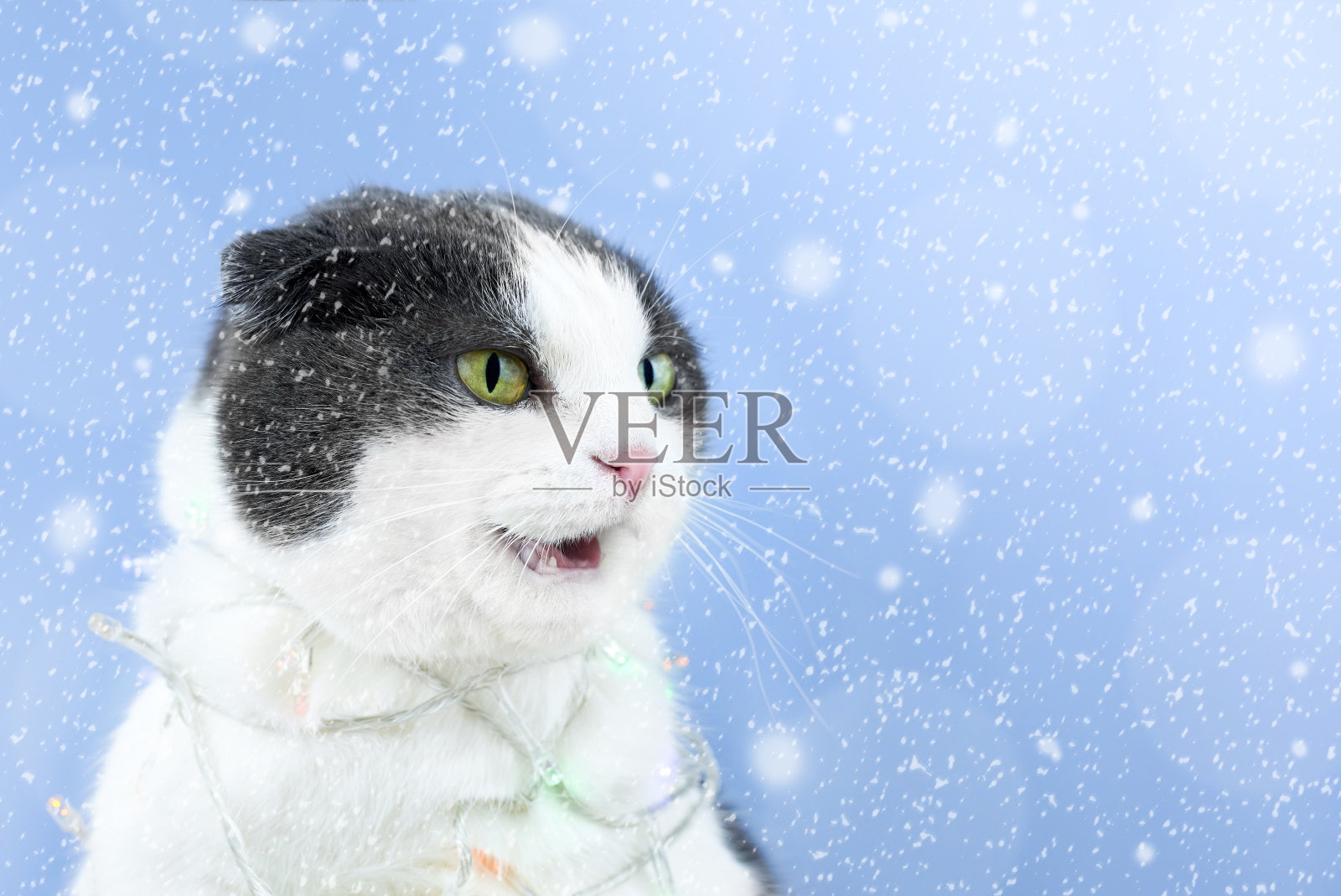 戴着圣诞花环的可爱微笑猫。照片摄影图片