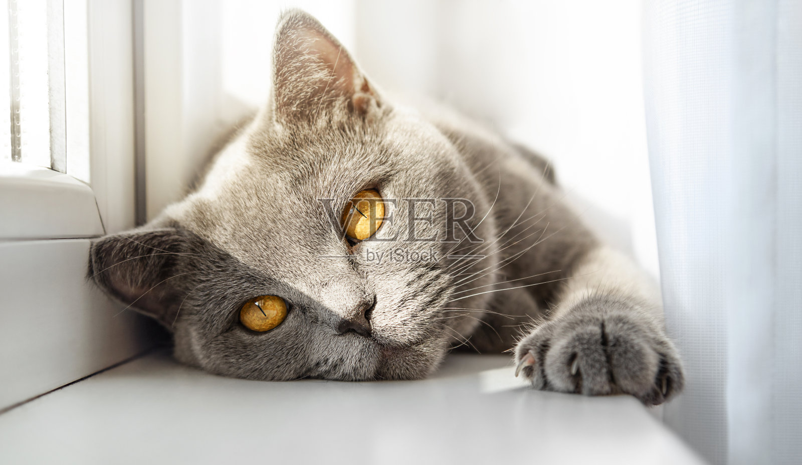 猫照片摄影图片