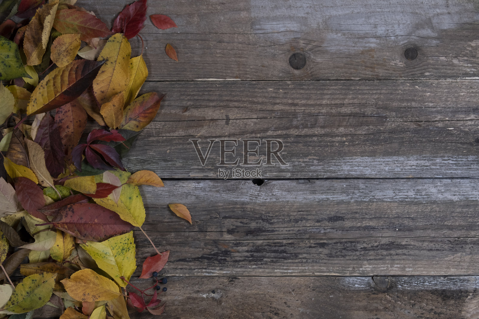 秋天装饰的背景或框架，复制空间的文字与秋天色彩丰富的叶子在旧木板的背景。平面俯视图照片摄影图片