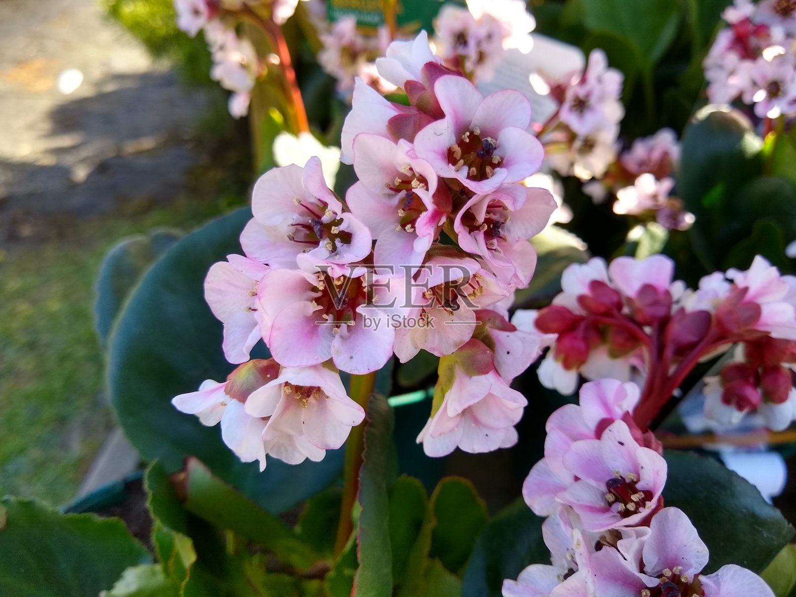 贝尔热尼亚'哈尔茨水晶'照片摄影图片