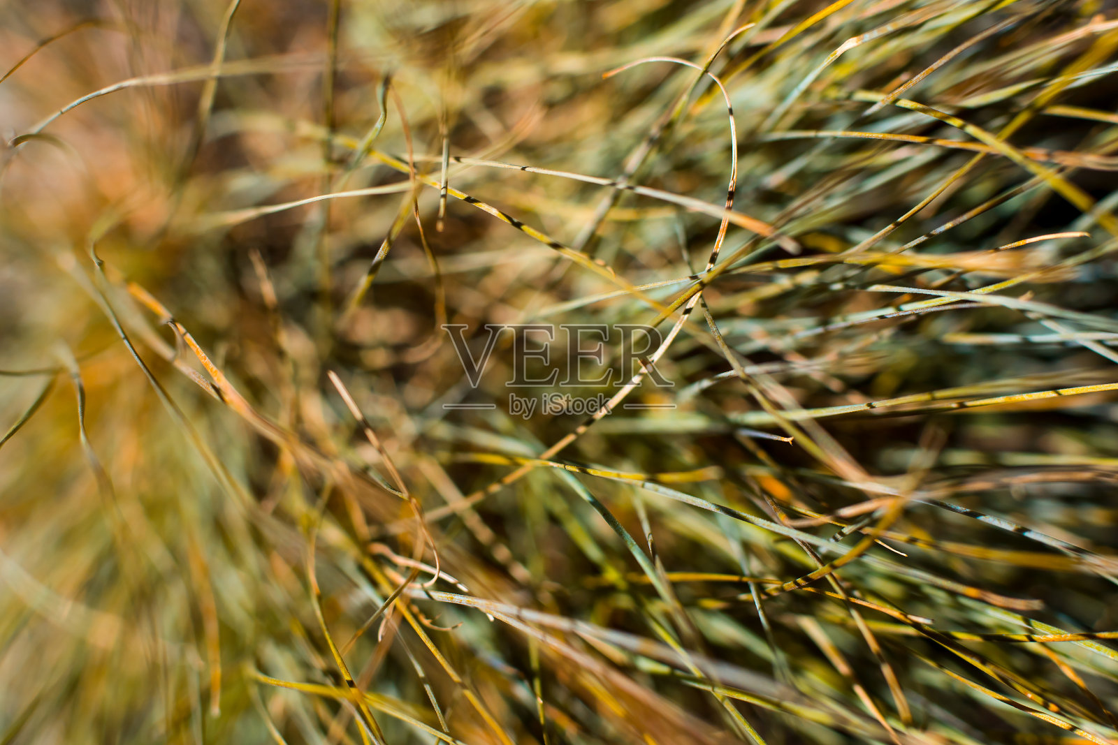 干燥草坪的抽象图像。照片摄影图片