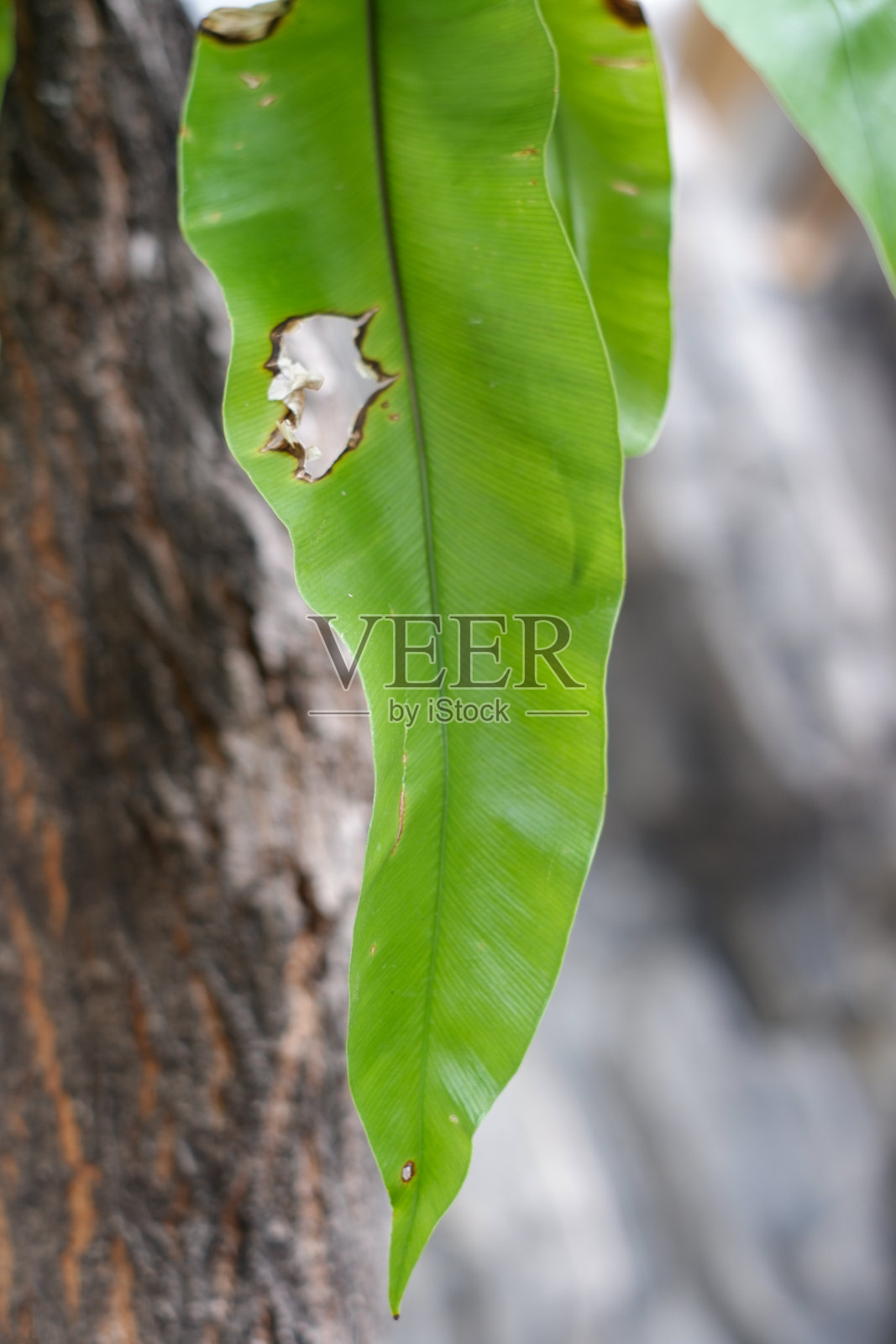 绿叶在早晨阳光下的细节。照片摄影图片