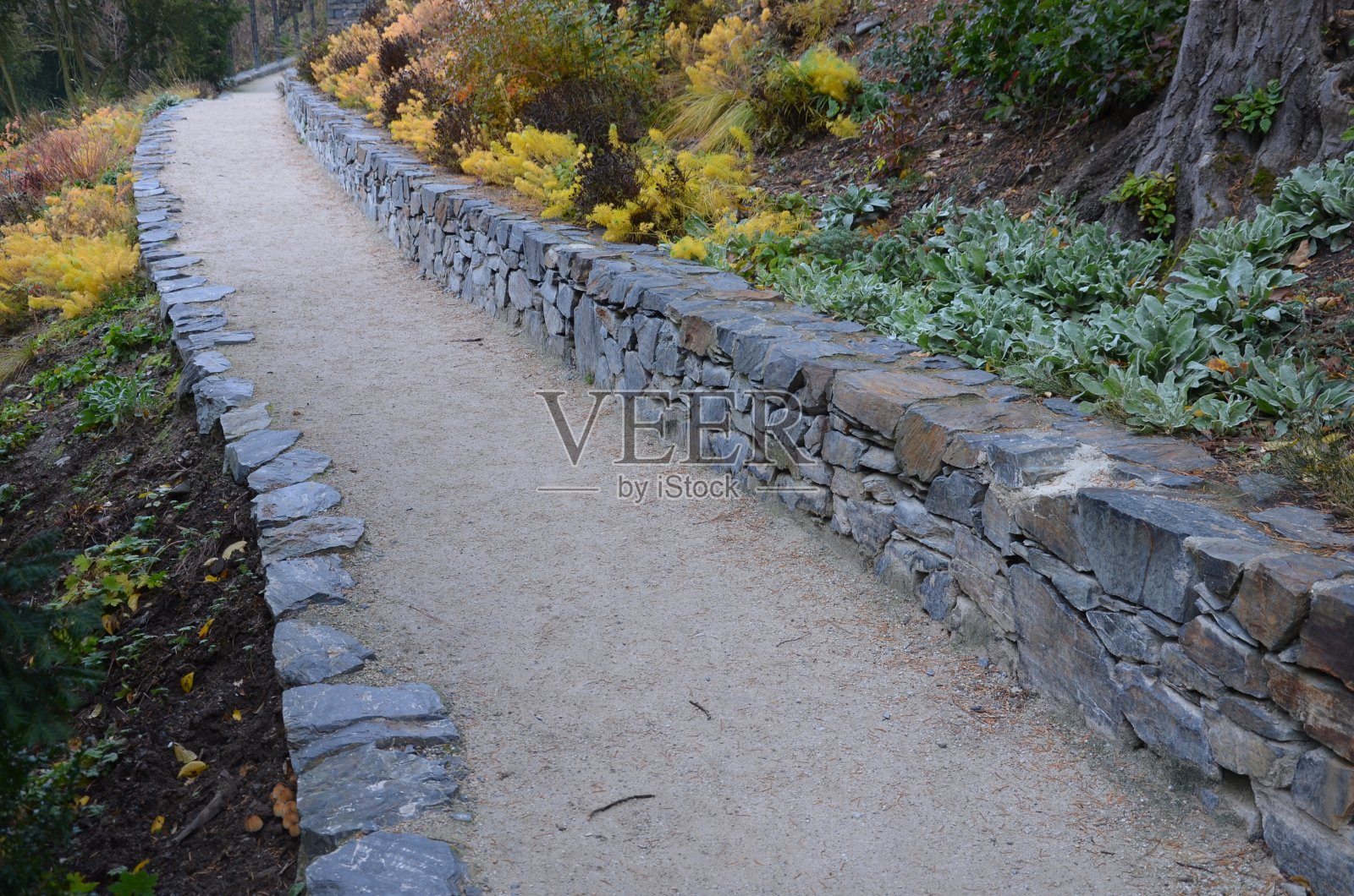 道路进入斜坡。道路的上下是一堵石头干墙。穿过秋天公园的自然小径，带有排水沟和金属网格。山坡上长满了干旱的多年生黄杉、紫杉、巨石照片摄影图片