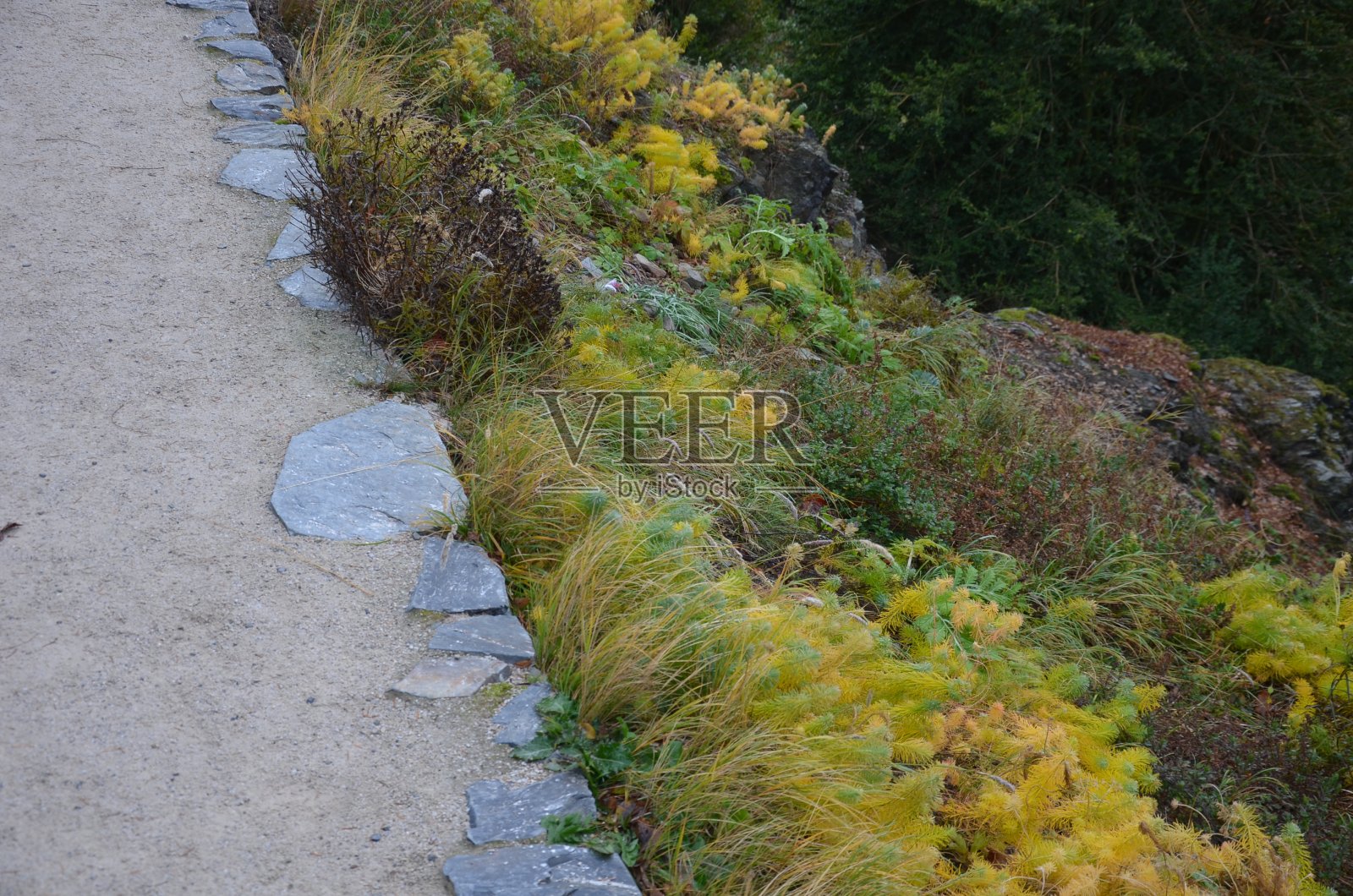 道路进入斜坡。道路的上下是一堵石头干墙。穿过秋天公园的自然小径，带有排水沟和金属网格。山坡上长满了干旱的多年生黄杉、紫杉、巨石照片摄影图片