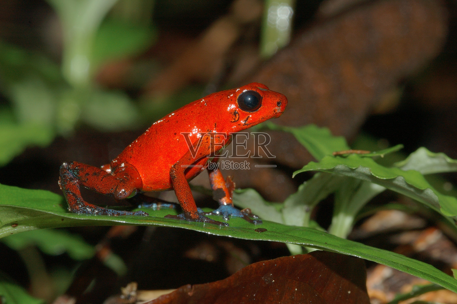 石斛兰类，毒蛙，Brulio carrillo，哥斯达黎加照片摄影图片