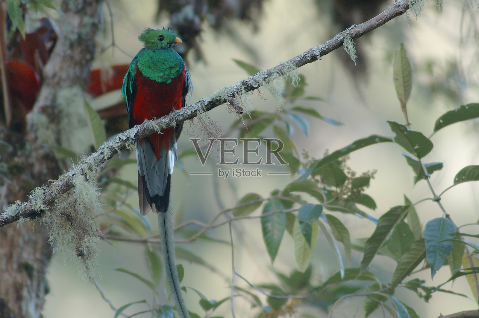 《热带雨林》照片摄影图片