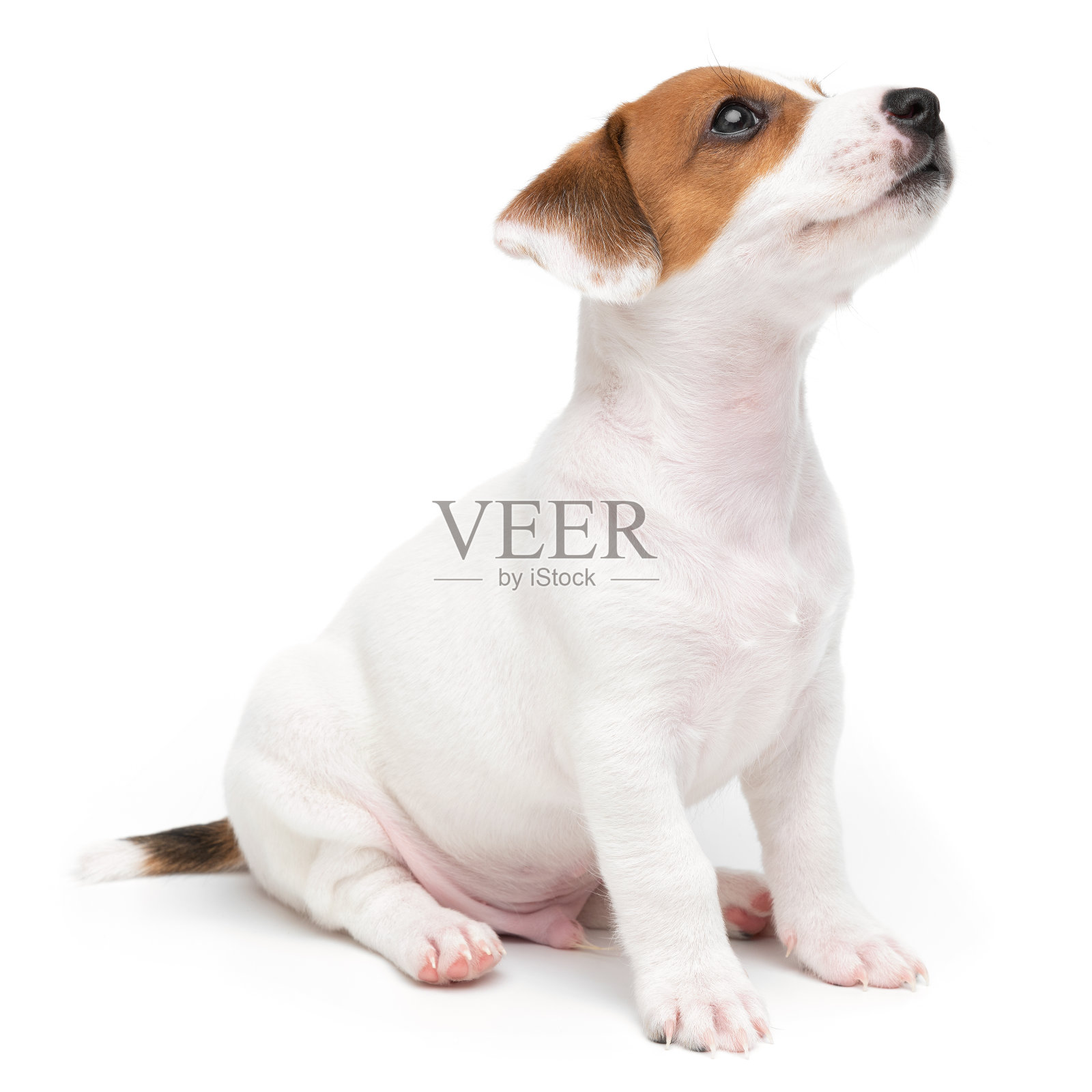 杰克罗素梗小狗孤立在白色的背景。狗杰克梗坐在前面的视野摄影棚拍摄。照片摄影图片