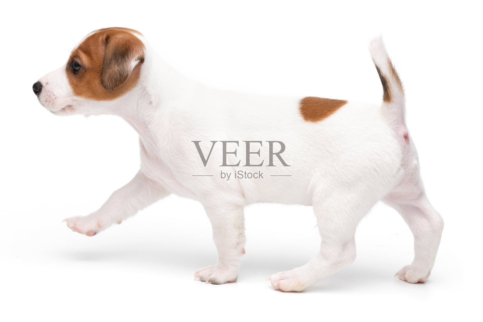 小狗杰克罗素梗孤立地站在白色背景。照片摄影图片