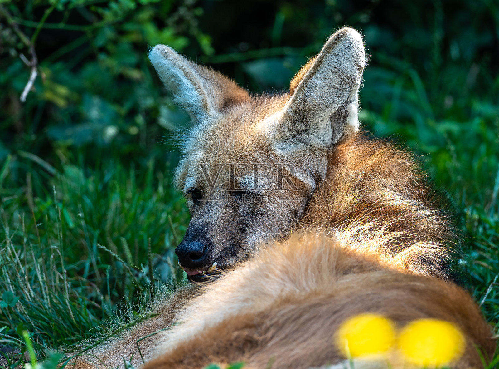 长鬃狼是南美洲最大的犬科动物照片摄影图片