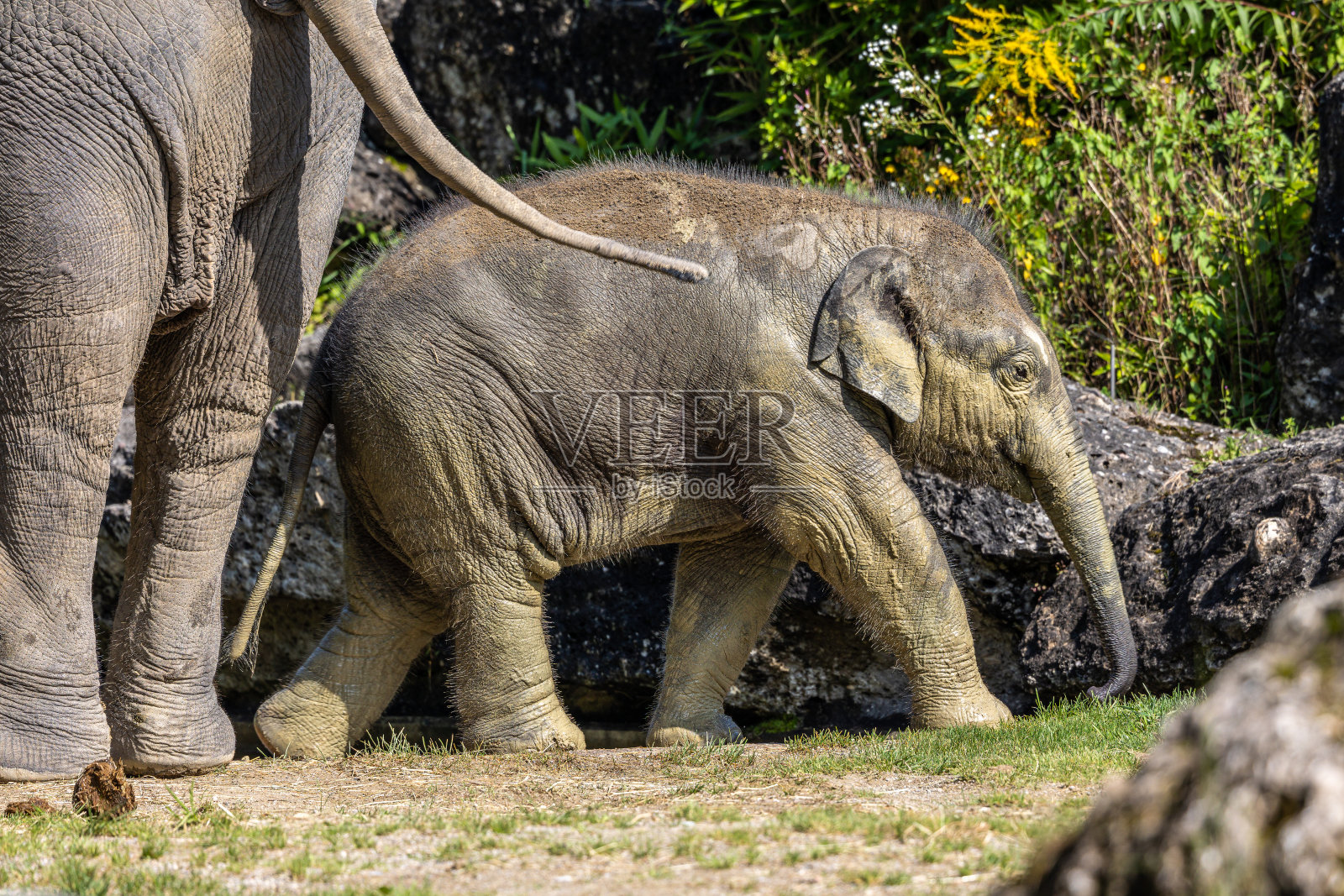 亚洲象，大象也叫亚洲象照片摄影图片