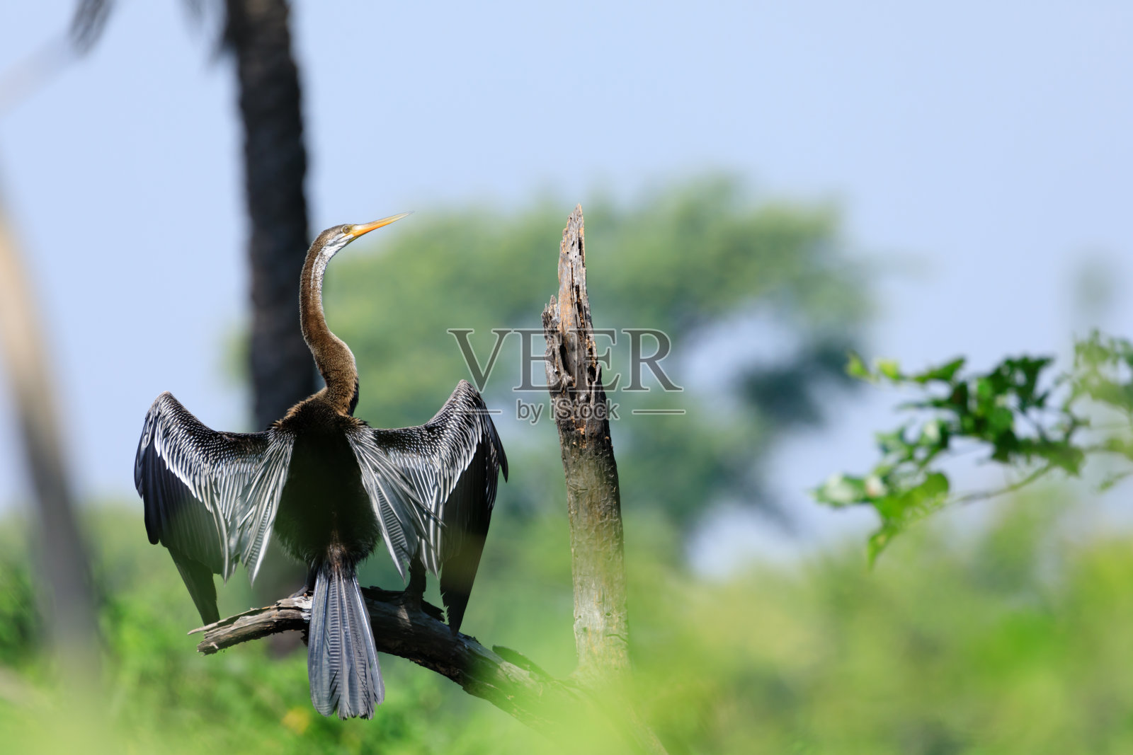 亚洲飞镖在晒太阳照片摄影图片