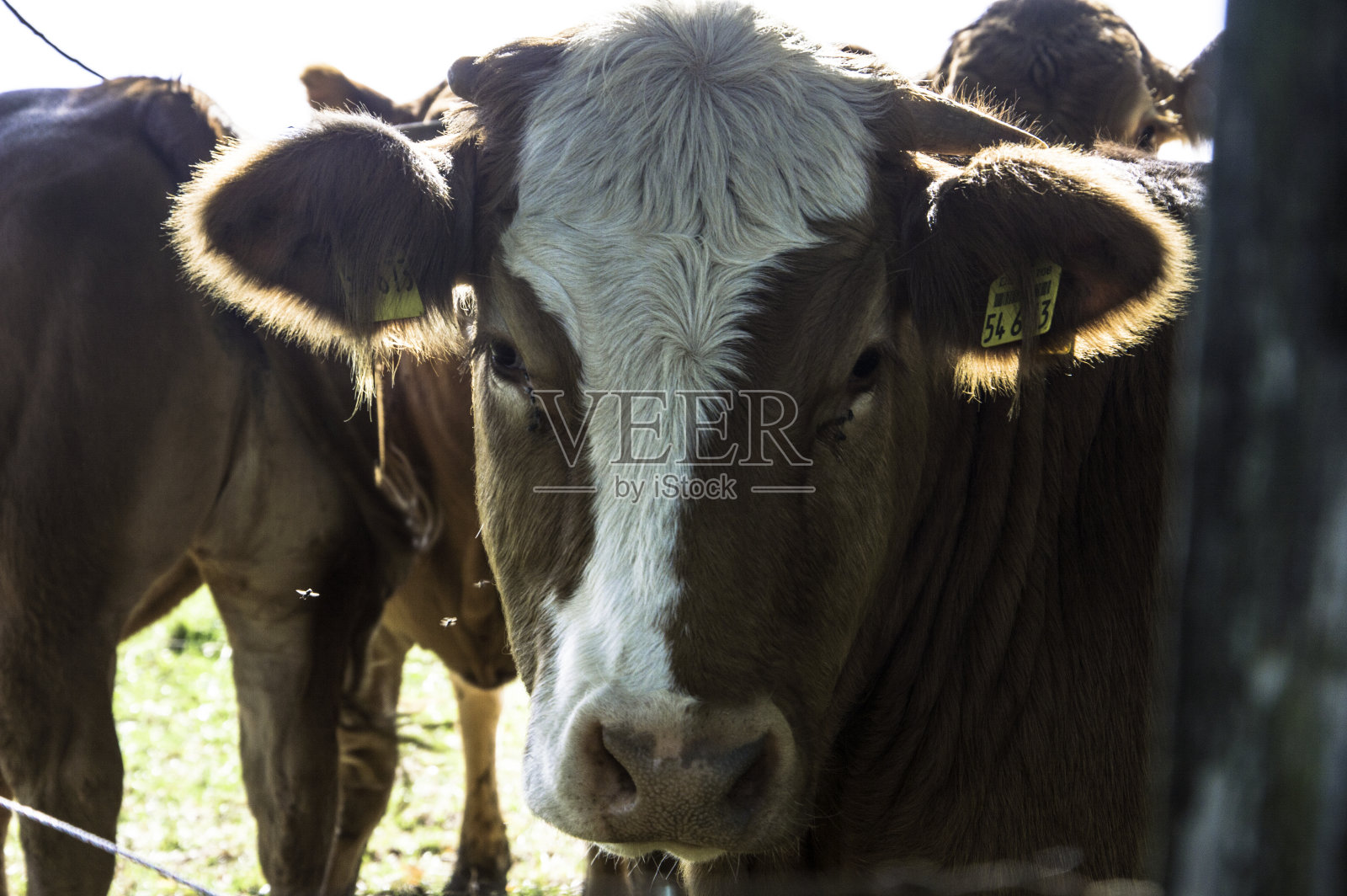 农场里的动物照片摄影图片