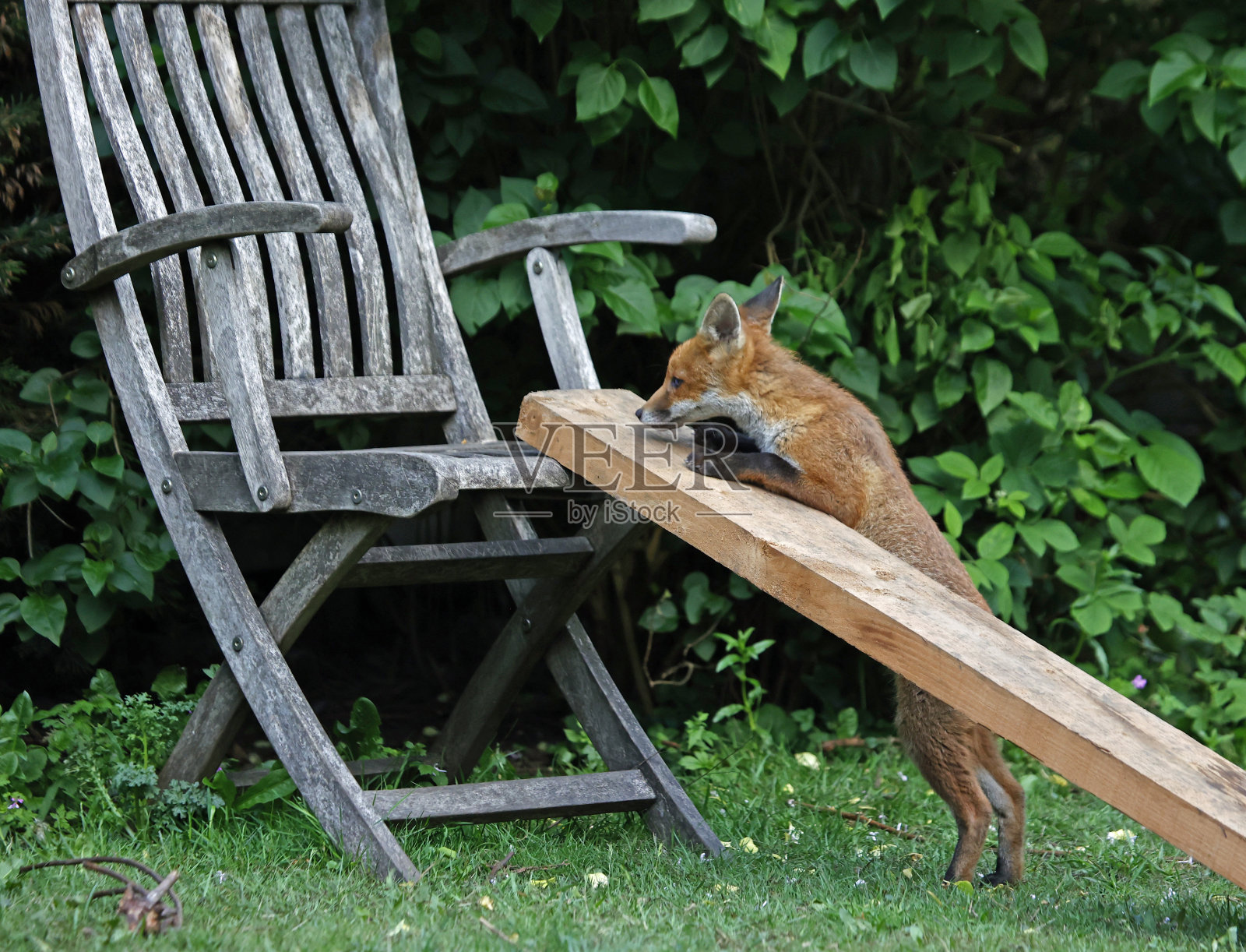 城市狐狸幼崽探索花园照片摄影图片