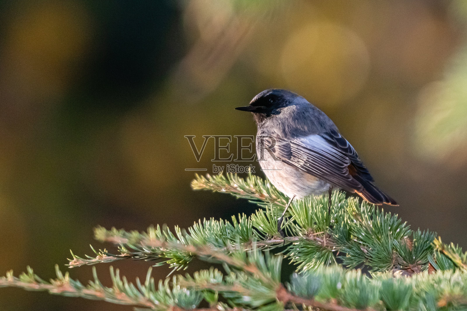 黑色的红尾鸟栖息在树枝上照片摄影图片