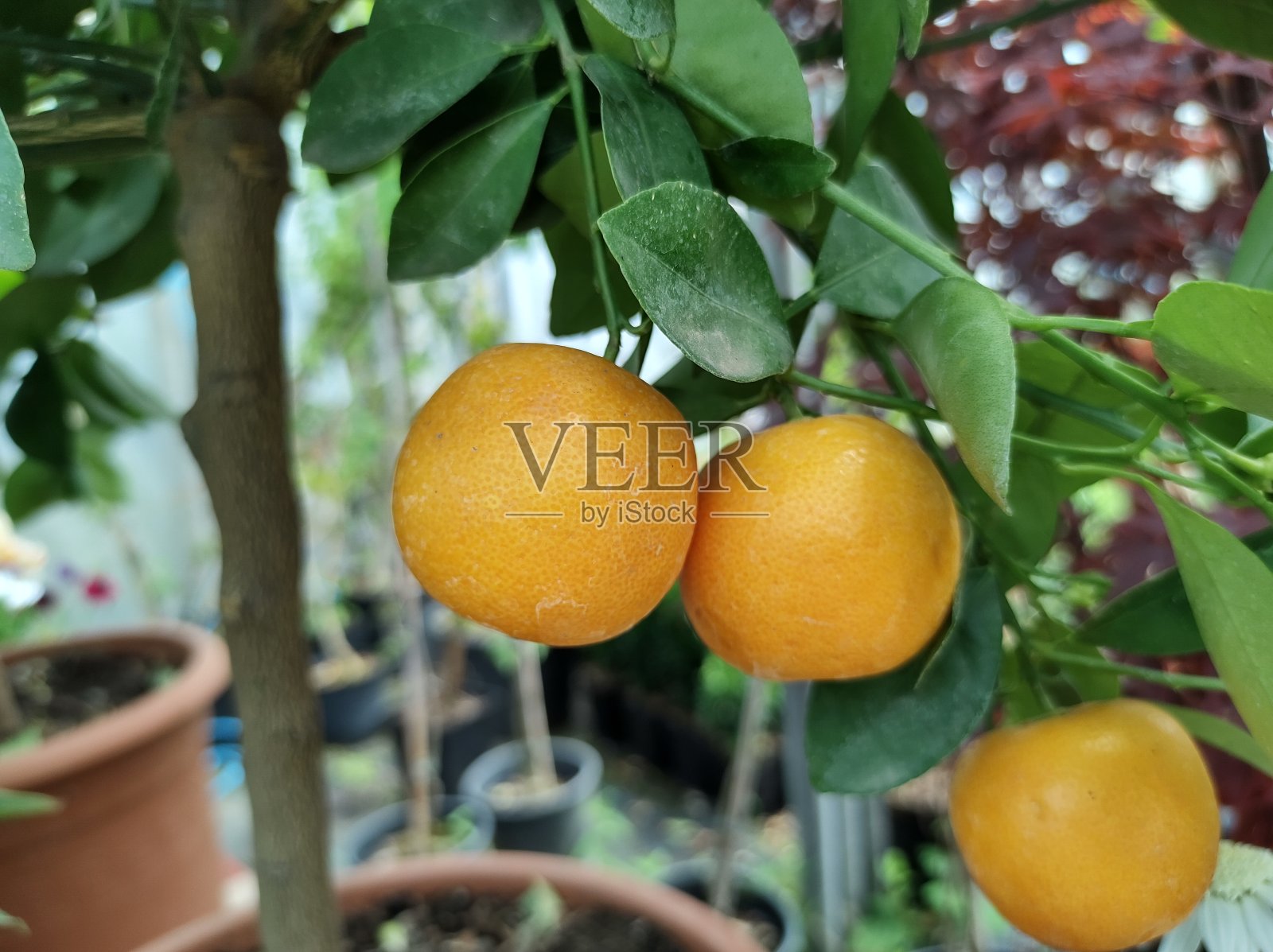 小果肉虱，柑橘性螨照片摄影图片