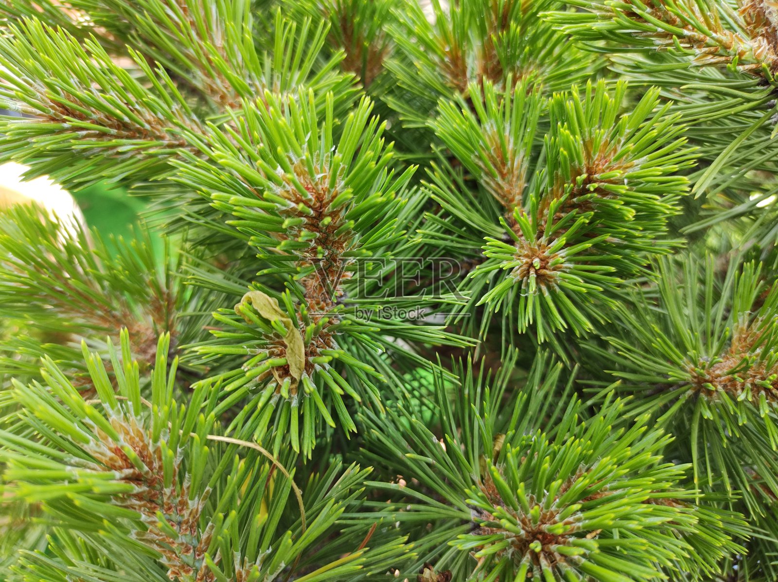 山松照片摄影图片