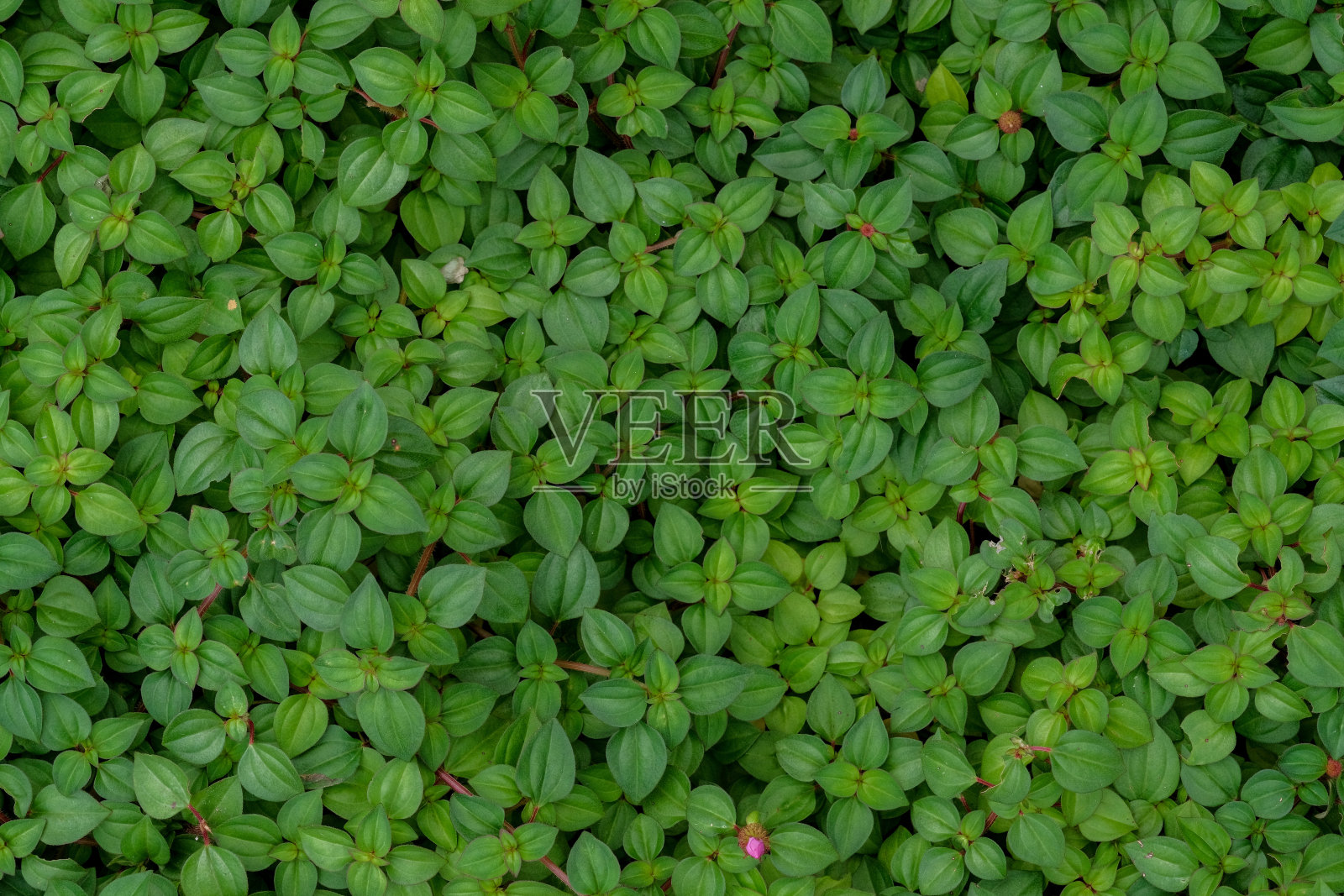 背景照片摄影图片