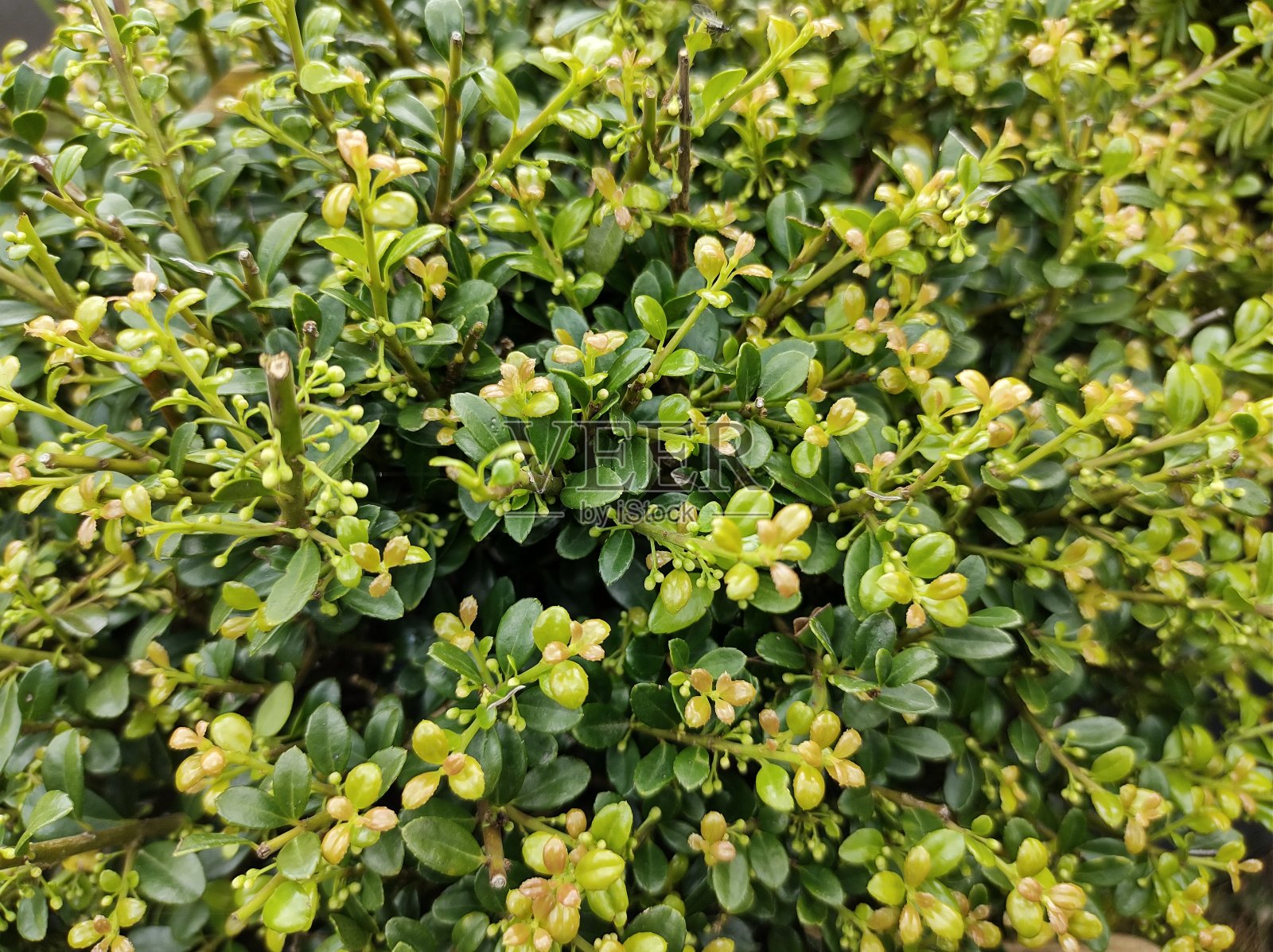 伊莱克斯 · 克雷纳塔 "荣耀宝石"照片摄影图片