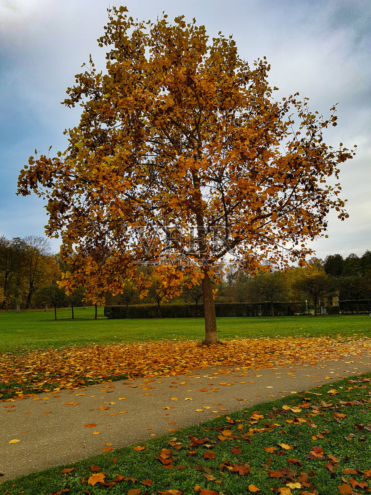 大橙金秋树照片摄影图片