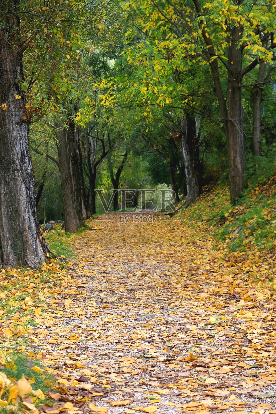 秋天的落叶照片摄影图片