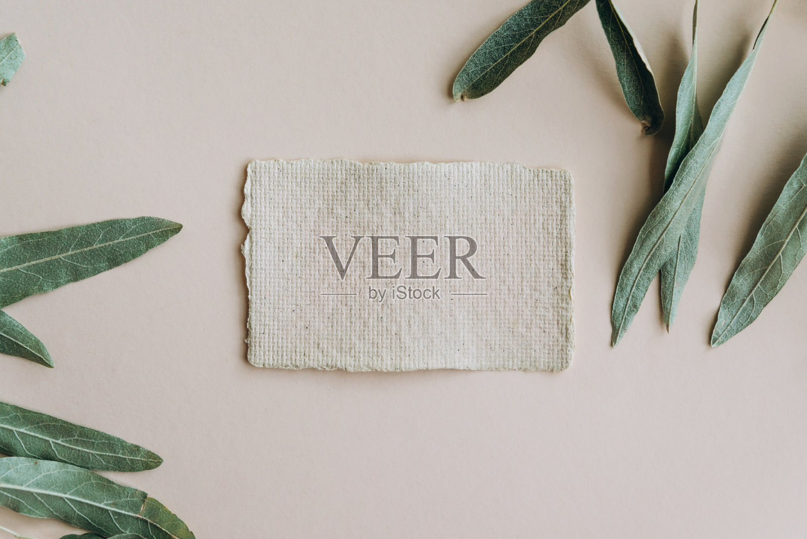 静物场景与橄榄叶米色背景和空白的业务，贺卡，邀请模型。照片摄影图片