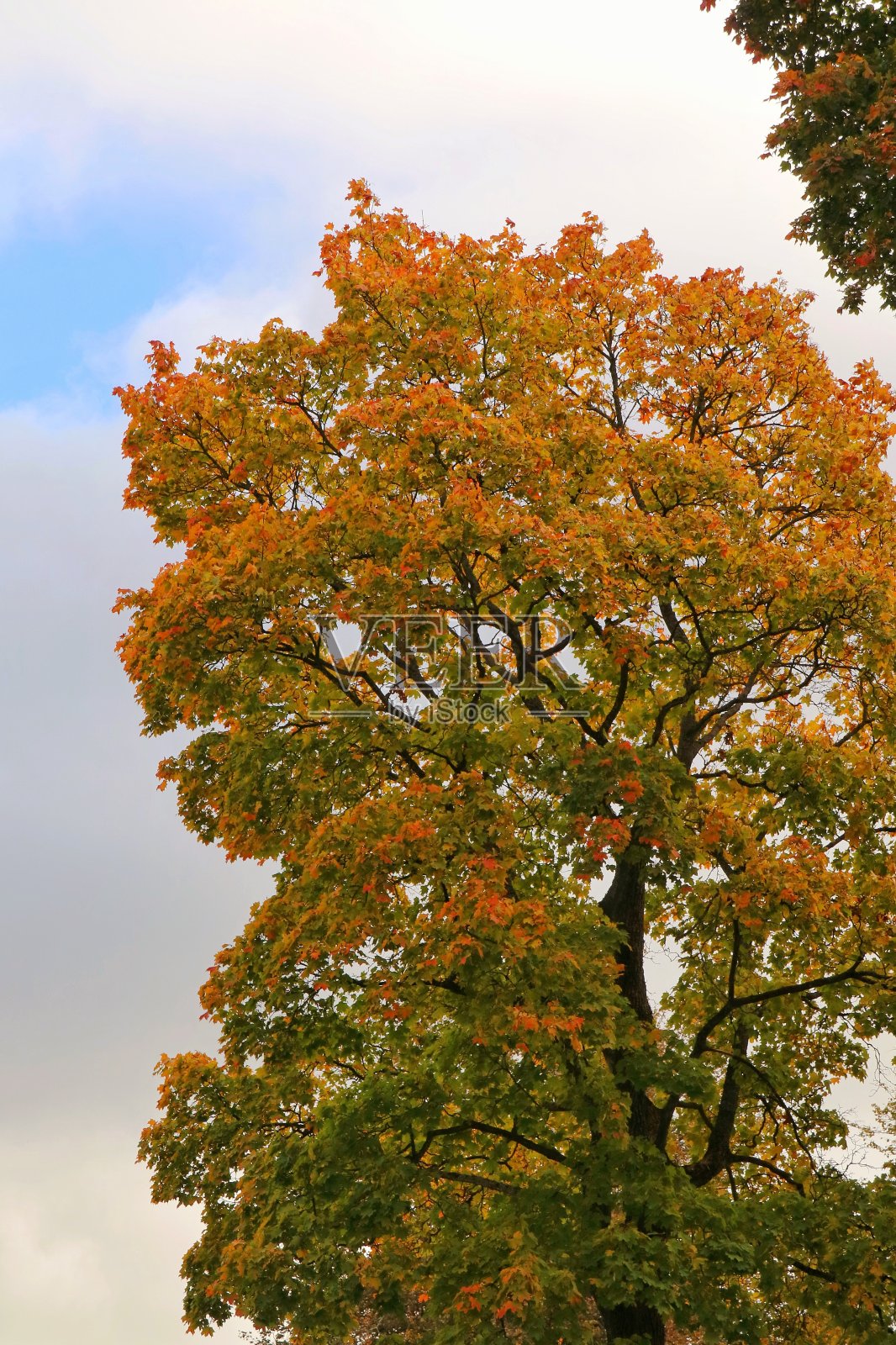 一棵有着橙红色叶子和蓝色秋天天空的大树。照片摄影图片