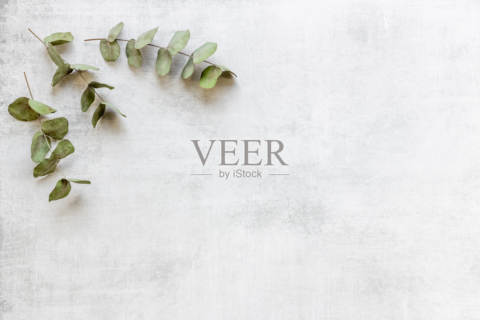 桉树的树叶和树枝图案平铺照片摄影图片