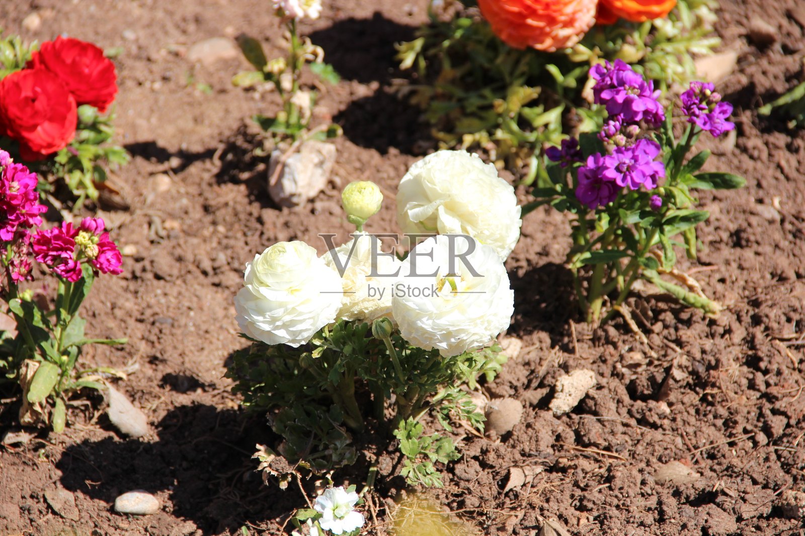 玫瑰照片摄影图片