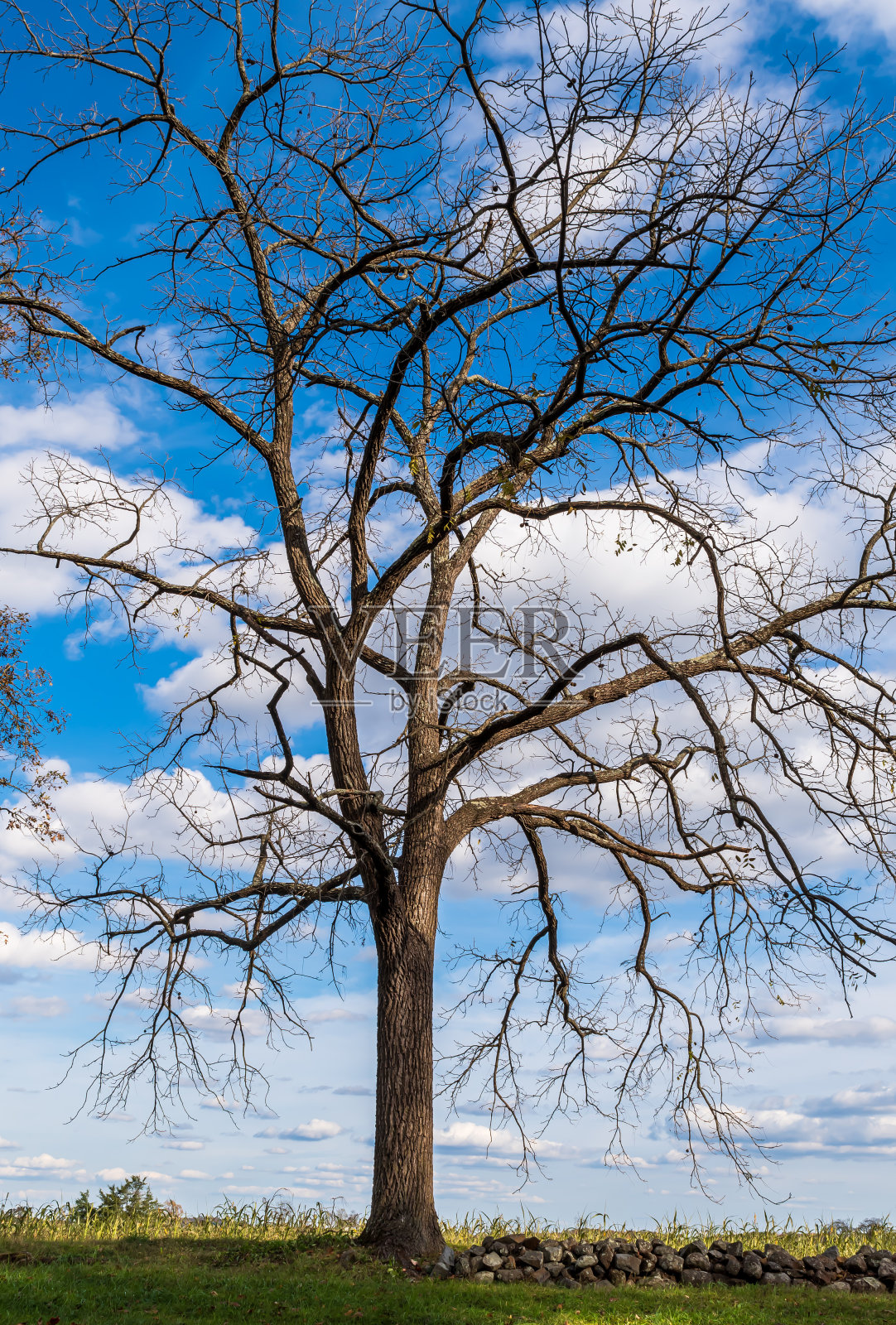 在美国宾夕法尼亚州葛底斯堡，秋天时一棵树旁的石墙照片摄影图片