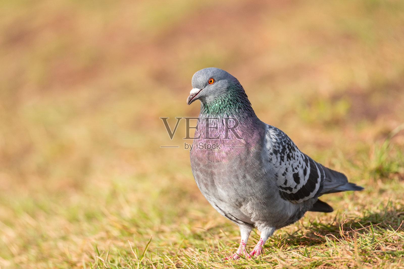 美丽的鸽子鸟站在草地上照片摄影图片