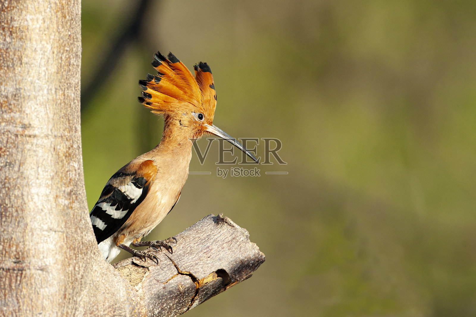 越南丛林中的戴胜鸟照片摄影图片