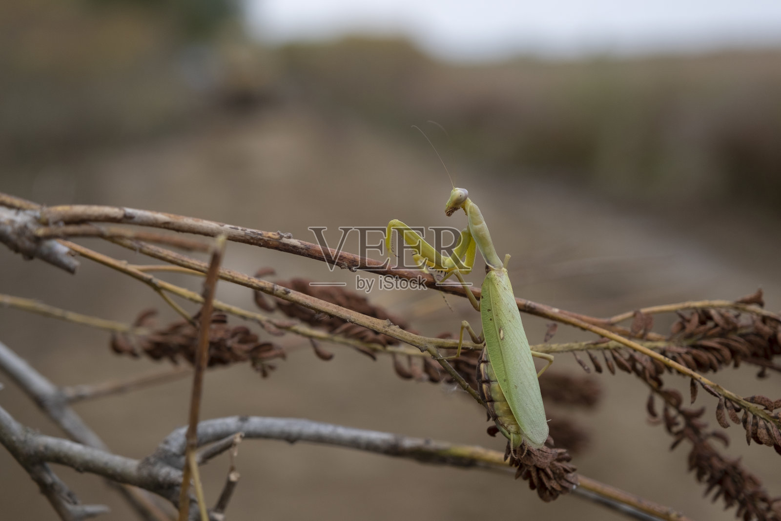 螳螂坐在云层背景天空的树枝上。螳螂昆虫的特写照片摄影图片