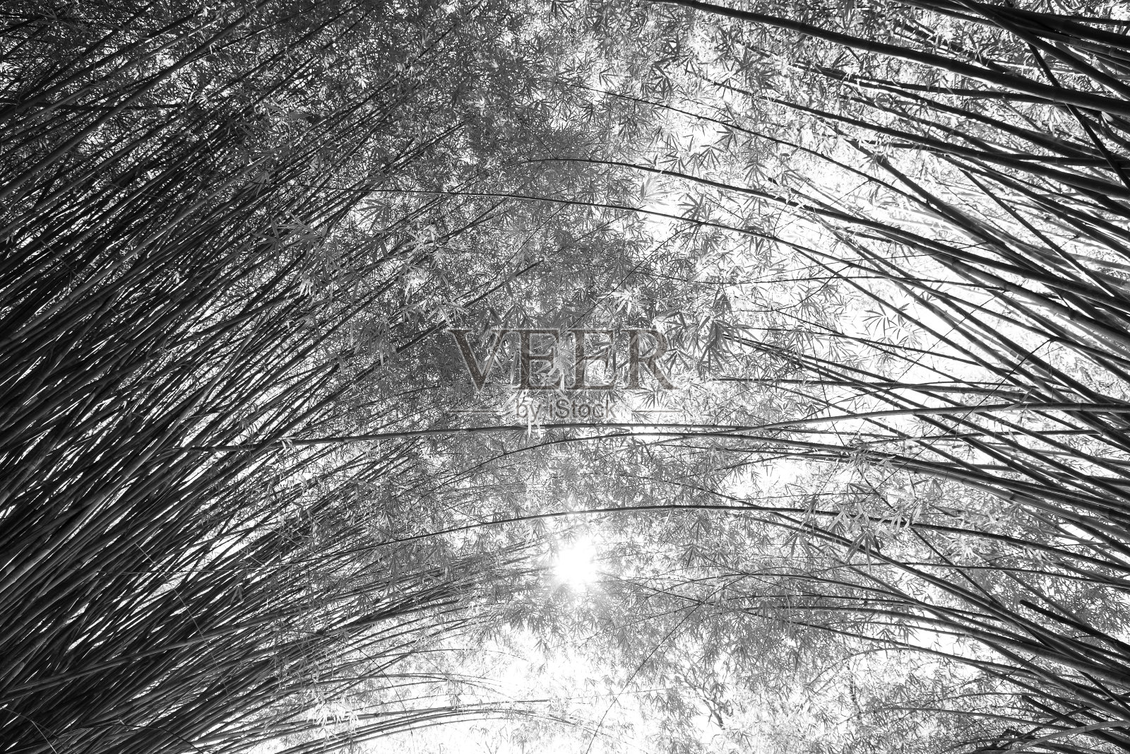 一条被美丽的竹林覆盖的小路照片摄影图片