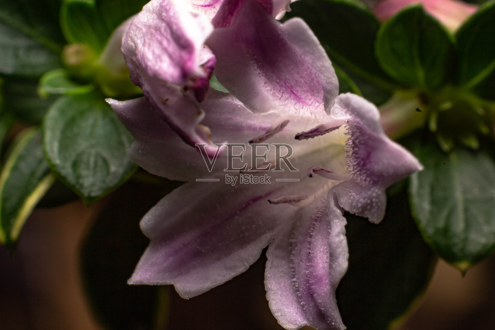 微距照片的白色花与紫色在一个模糊的背景。照片摄影图片