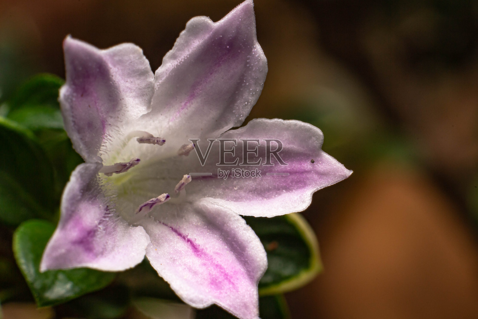 微距照片的白色花与紫色在一个模糊的背景。照片摄影图片