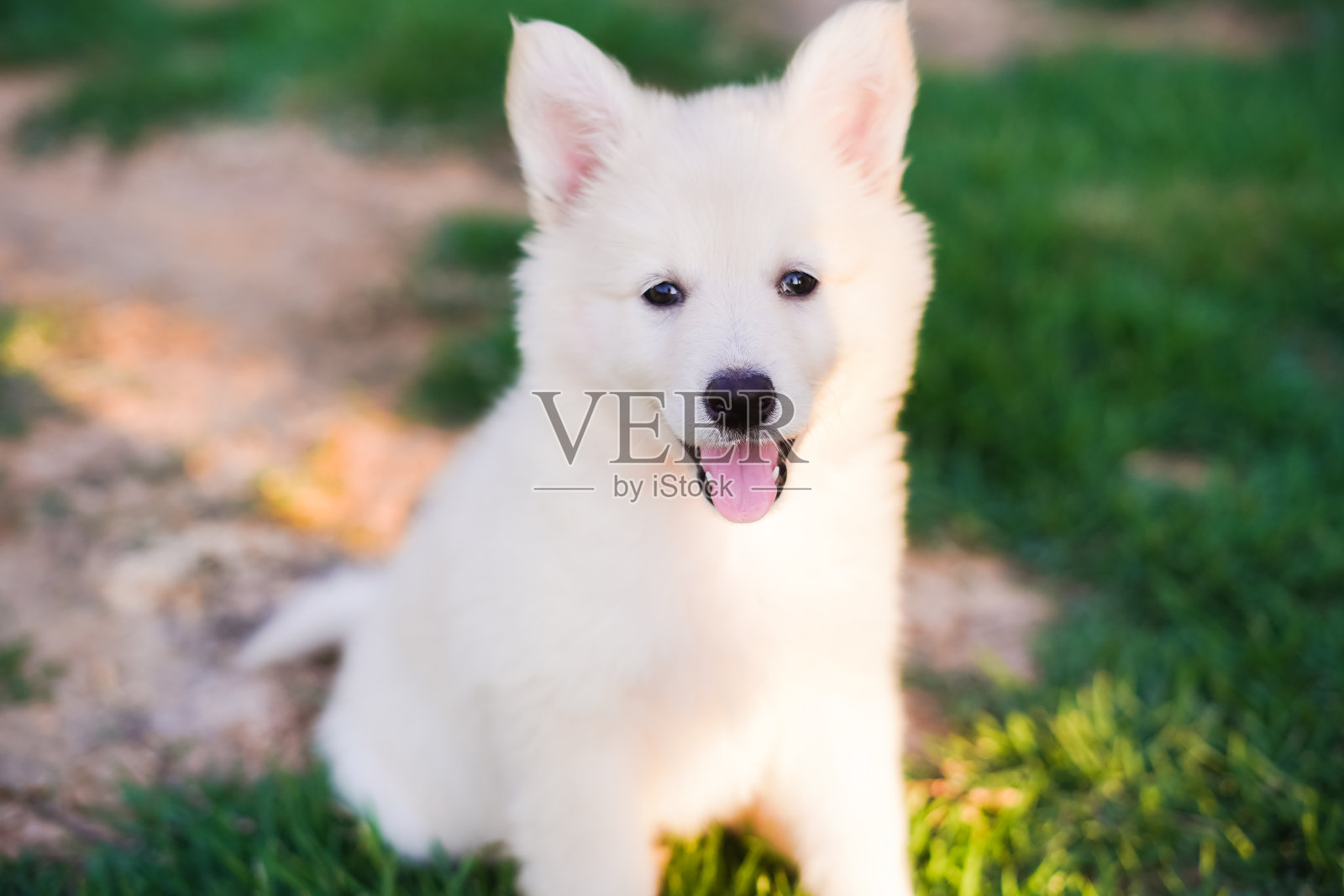 小狗的肖像-白伯杰瑞士照片摄影图片