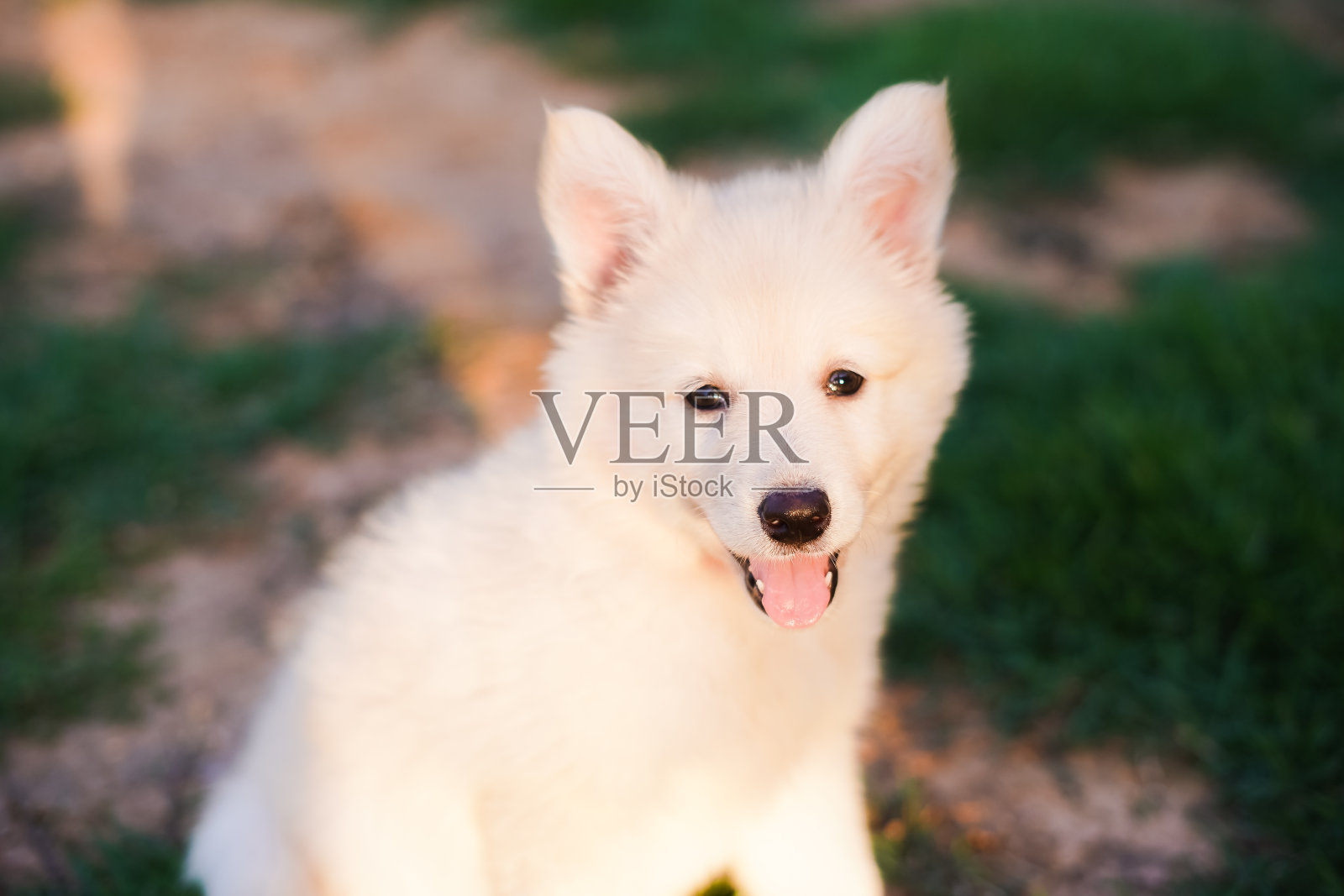 小狗的肖像-白伯杰瑞士照片摄影图片