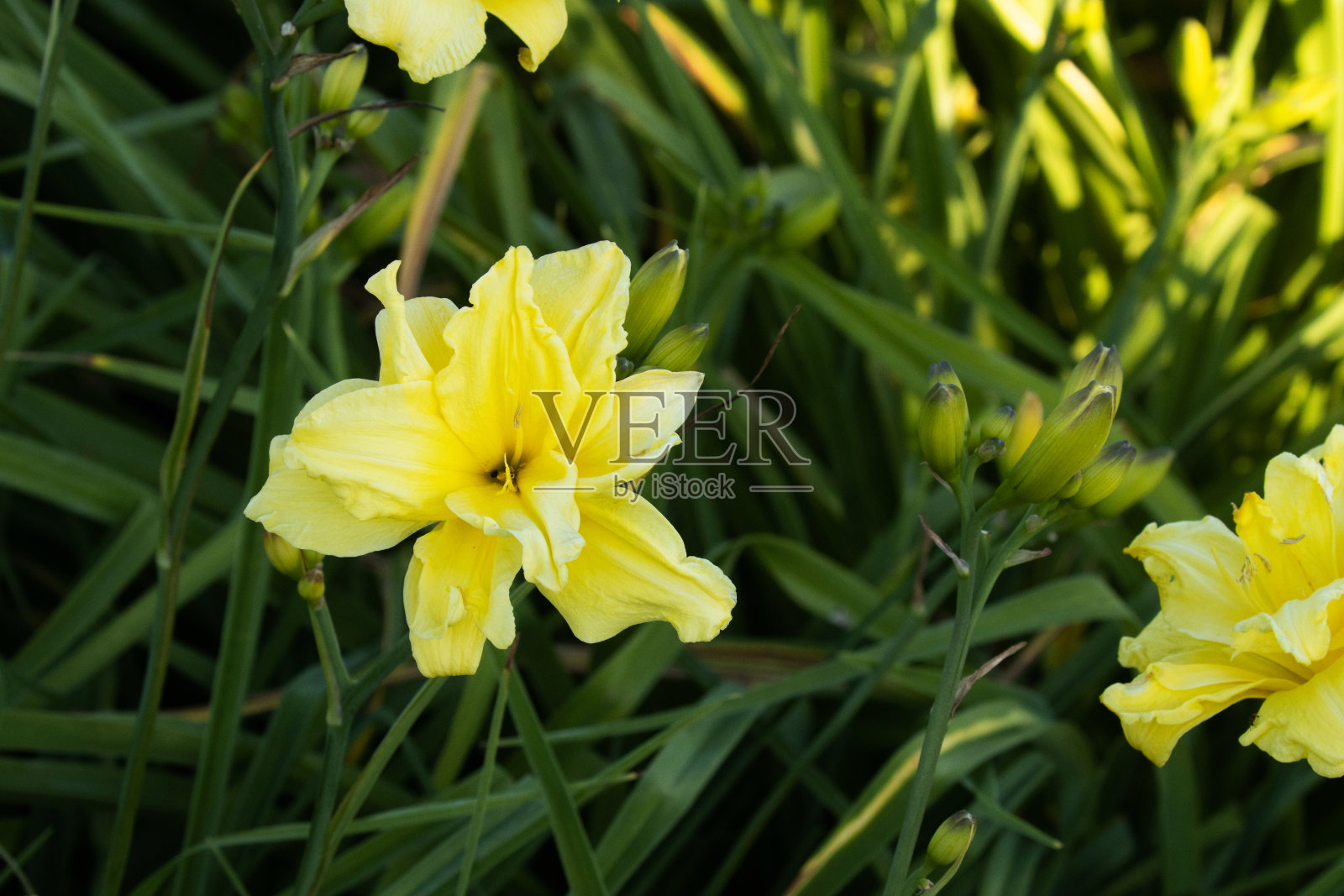 一个美丽的黄色黄花菜，萱草在茂盛的花园里照片摄影图片