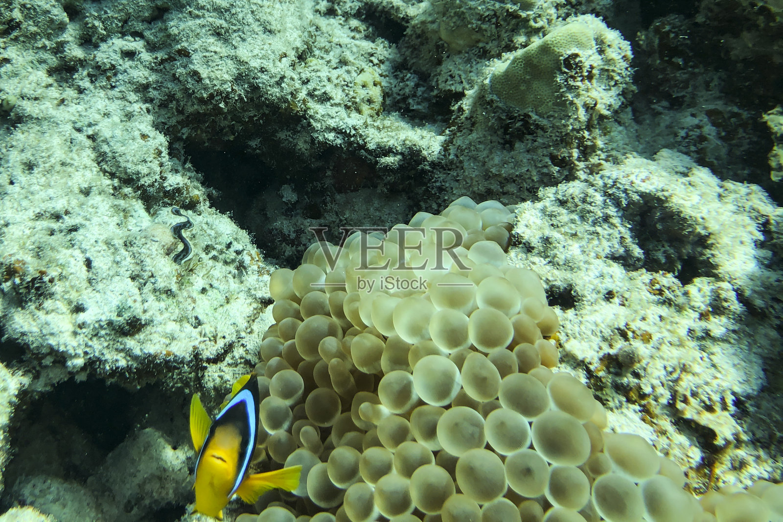 小丑海葵鱼(Amphiprion percula)，在它的海葵家园的触手中游泳照片摄影图片