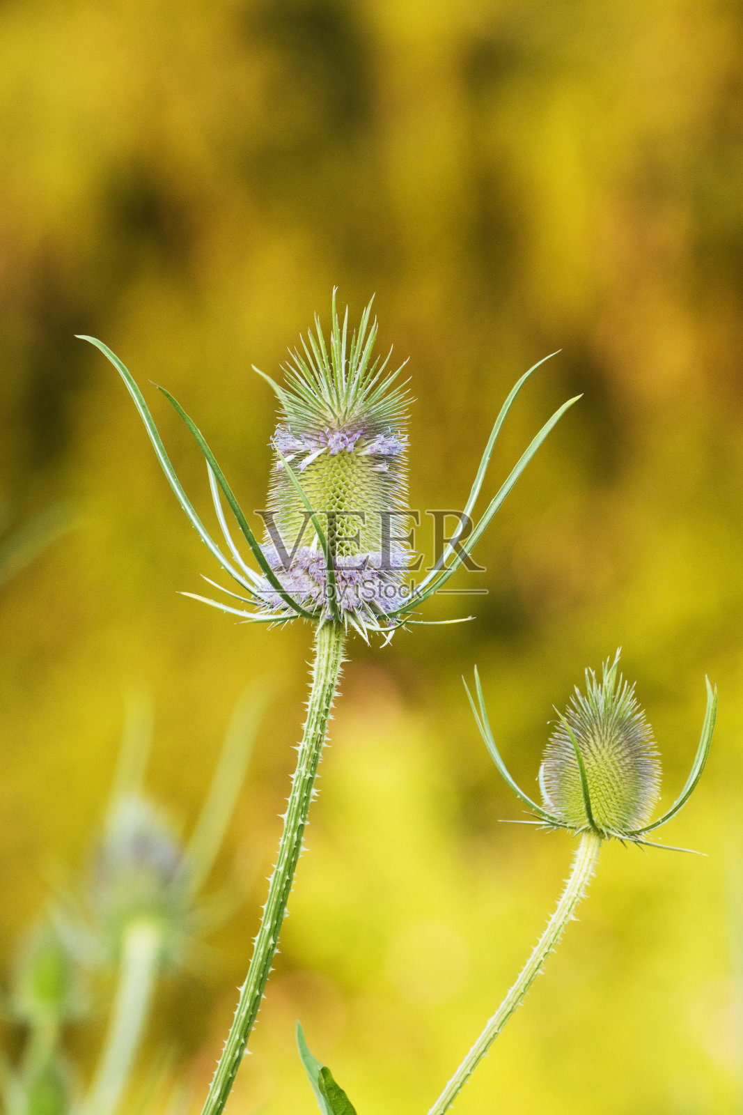 在一个夏季傍晚开花的野生续断，续断照片摄影图片