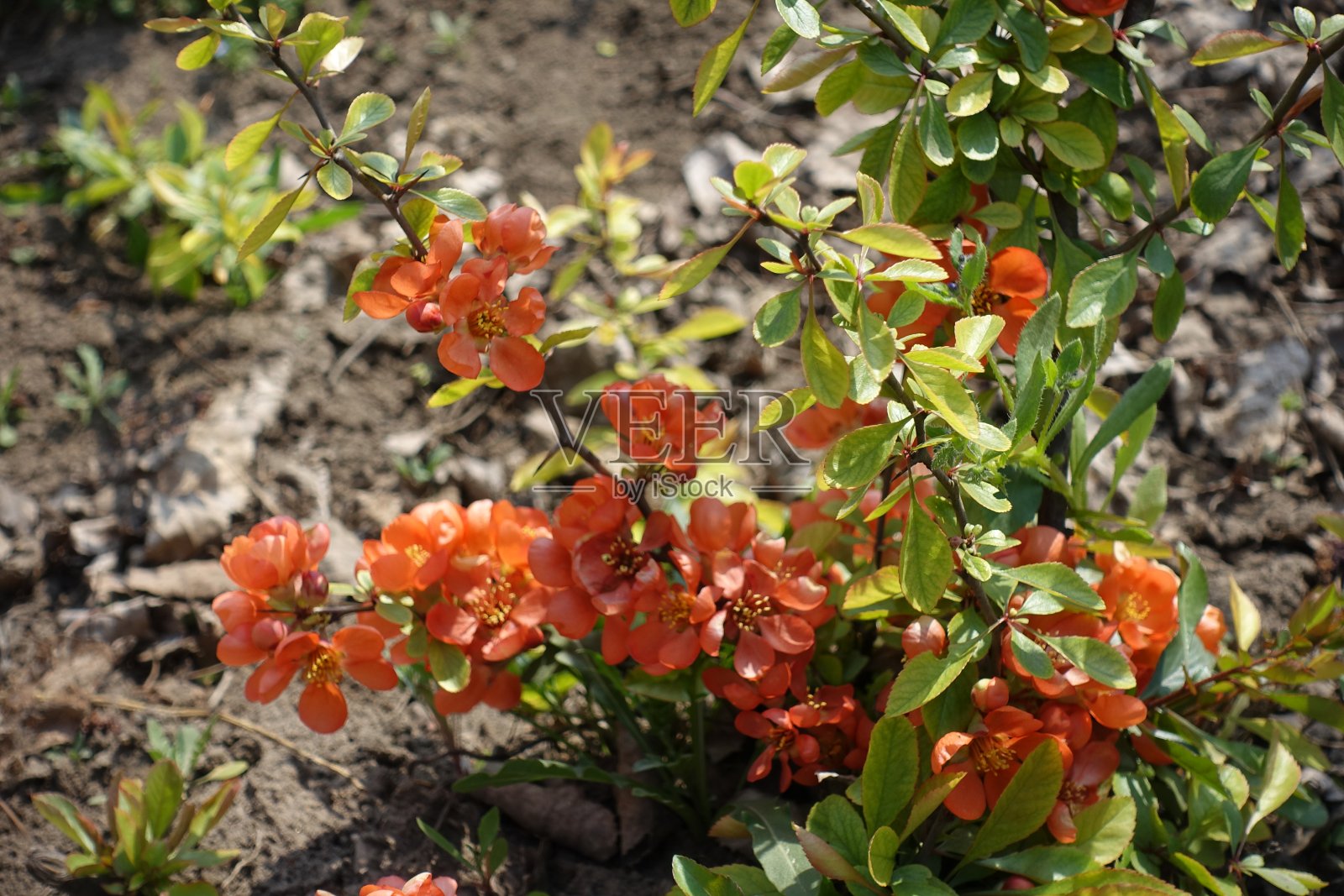 木瓜在四月开花的枝条照片摄影图片