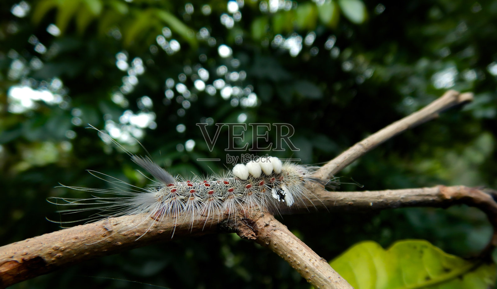 腰果树上蛾子的毛虫，特写镜头照片摄影图片